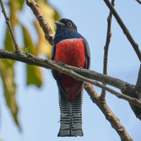 Blue-crowned Trogon